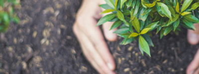 Green and Yellow Simple One Million Trees Day Banner 20250911 091337 0000